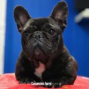 카사노바 에리켄넬 이미지