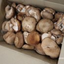 버섯마루 | &#39;표고마루 생 표고버섯 실속형 1kg&#39; 택배주문 후기
