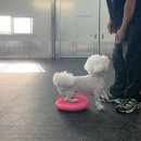 올 마스터 독 이미지