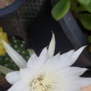 해피연이네다육 이미지