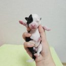 [25서울95] 산타(메리자견)/믹스/암컷/출생일:25.11.19/192g 이미지