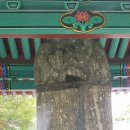 완도21호 Daum카페