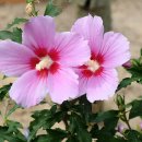 화성무궁화 이미지