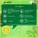라임트리