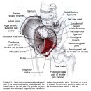 골반저 근육(pelvic floor muscle) 이미지