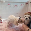 MYDOG 네이버블로그