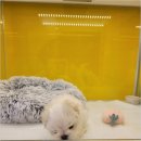 플랜멍 강아지분양 포항점 이미지