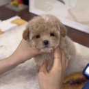 퍼피 라이프 | 송파강아지분양, 어디서 어떻게 해야 할까?ㅣ 분양 기준 원퍼피 대표가 정리해봤습니다