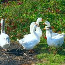 아름다운 소리 오카리나 이미지