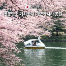 양천구 지역명소 탐방코스 3 | 도쿄 근교 벚꽃 명소기치조지 이노카시라공원보트가격 위치 가는 방법