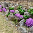 어느봄날 이미지