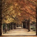 메타세콰이어길 이미지