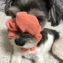 댕케이크 | 댕댕이 수제 간식 추천!🐶 광교애견수제간식 댕댕이 베이커리 "워너도그"