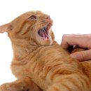 토평동물병원 이미지