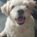 정원 양한방동물병원 이미지