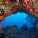 제주연안 연산호 군락지 이미지