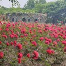 주도, 해돋이 이미지