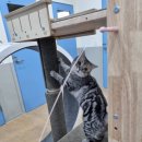 고양이호텔코자냥 이미지