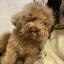 플레이독스 | 건대에서 강아지 보러갈래? 플레이독스 후기 - 오늘 뭐 하지
