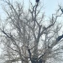 하촌할머니 이미지