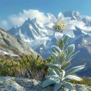 에델바이스 이미지