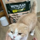 참치플러스 | 뉴트리플랜 고양이사료 전연령플러스 참치맛 후기