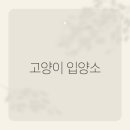 고양이입양소 이미지