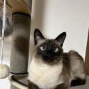 티움동물병원 이미지