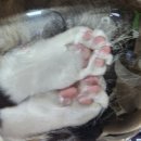 진등 | 고양이 중성화 수술 후기｜탈장 동시수술 후 회복과정 기록