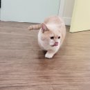 묘랑 고양이 전문호텔 네이버블로그