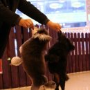 도담도담펫살롱 이미지