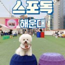 스포독