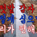 텃밭 감자심기 관리가 편하고 다 수확이 가능한 식재방법 이미지