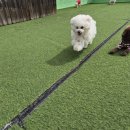 호텔드림 | 😍 천안 애견 호텔 드림애견유치원 후기 😍