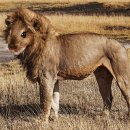 상상짬뽕 이미지