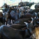 누리흑염소 이미지