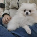더왈츠앤조이피아 이미지