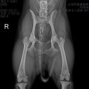 스마트동물병원 군자점 이미지