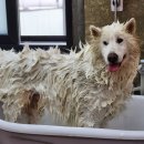 마이핫독 이미지