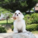 비비드 힐 이미지