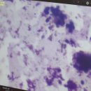 도그플러스 동물병원 마산점 | 고양이 곰팡이염/외이염 치료 후기 (마산동물병원)