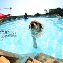 스타독스 이미지