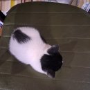 달마고도민박 이미지