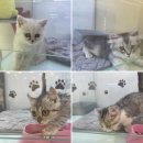 냥이의하루 카페.분양 이미지