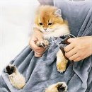 제이펫 쇼핑하우