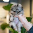 마리켄넬 이미지