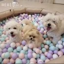퍼피루스 | 서울 송파구 애견호텔 퍼피루스 평점 마감시간 지도