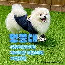 [공지] 청주 애견유치원 : [프리미엄/청주애견호텔] 영운동 신상 애견유치원 멍문대🎓