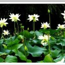 풍류정민박 이미지