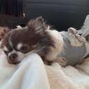 웰니스 펫뷰티 이미지